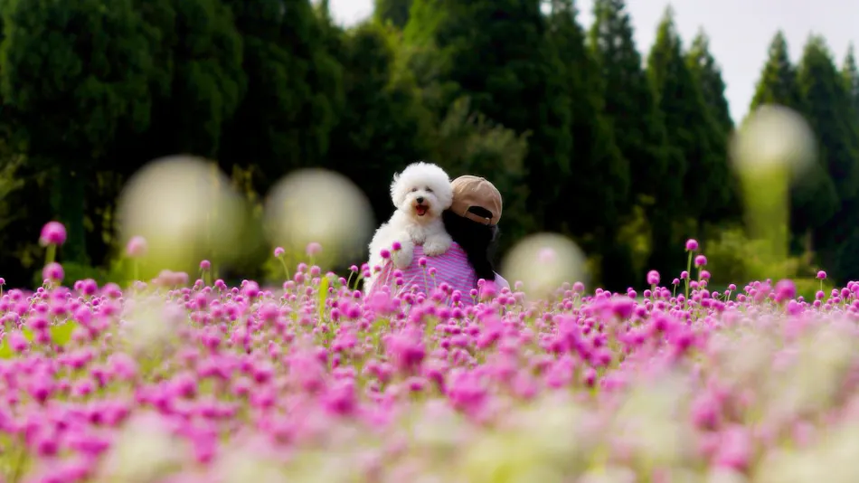 Kuju Flower Park Camping Resort Hana to Hoshi