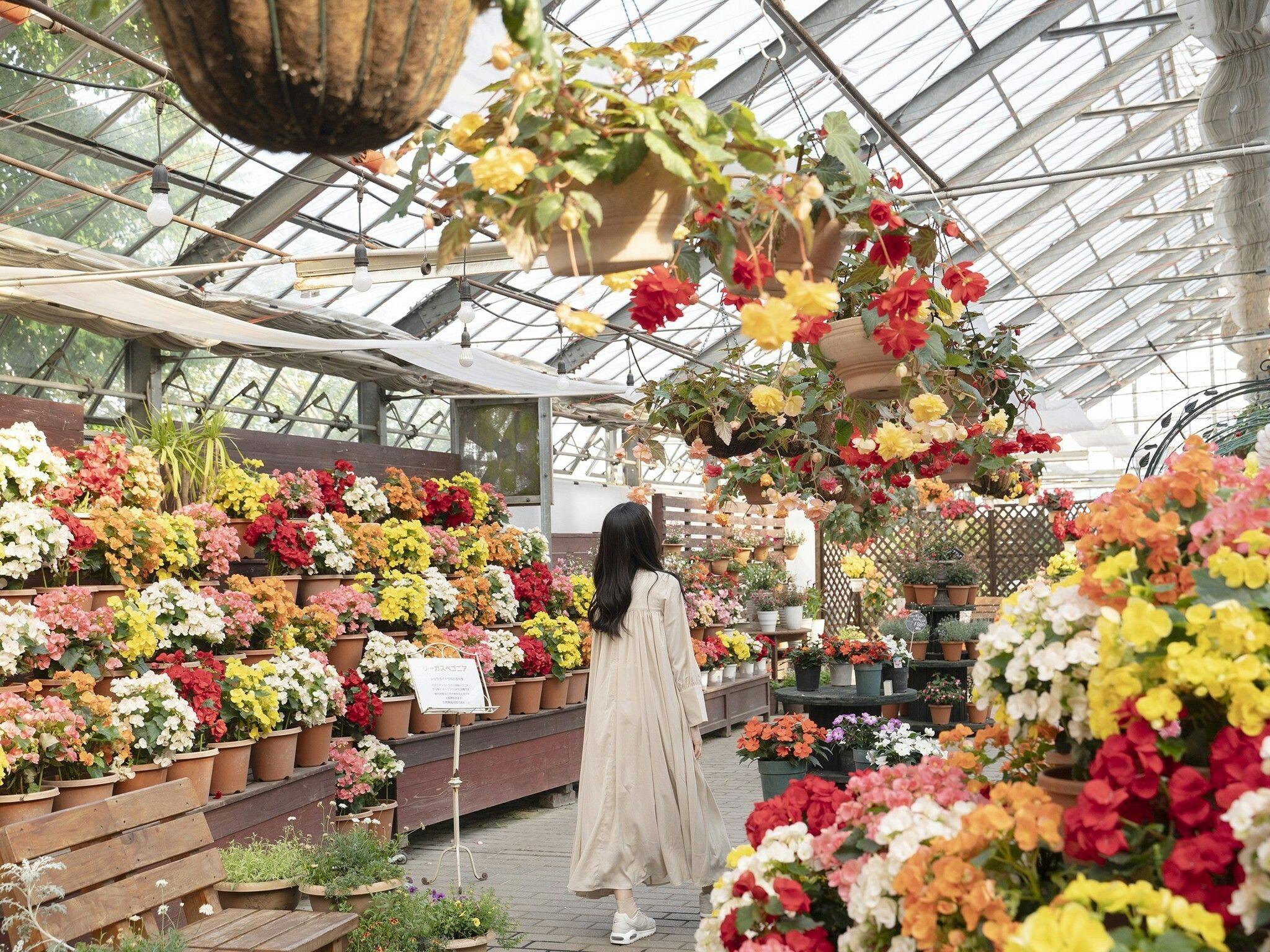 Kuju Flower Park Camping Resort Hana to Hoshi