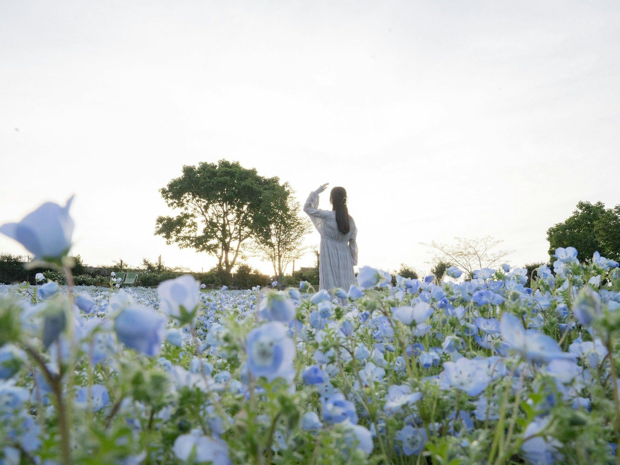 Kuju Flower Park Camping Resort Hana to Hoshi