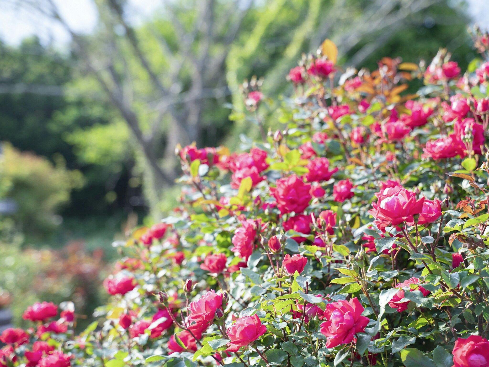 Kuju Flower Park Camping Resort Hana to Hoshi