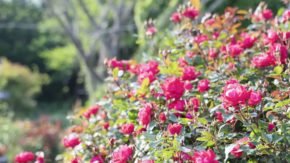 Kuju Flower Park Camping Resort Hana to Hoshi