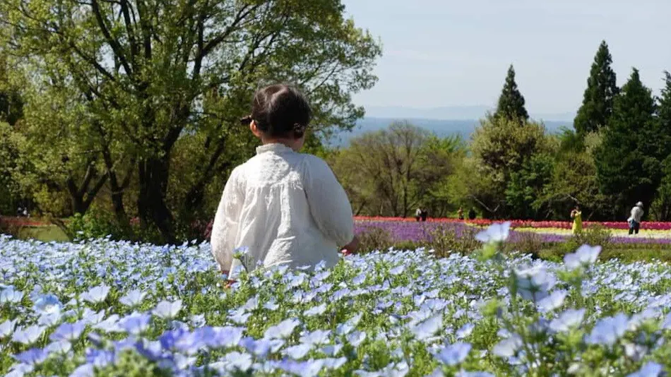 Kuju Flower Park Camping Resort Hana to Hoshi