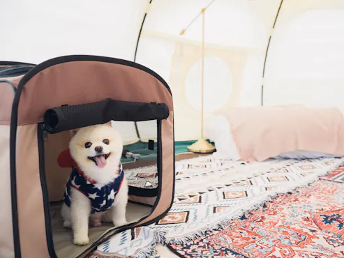 ภายในเต็นท์