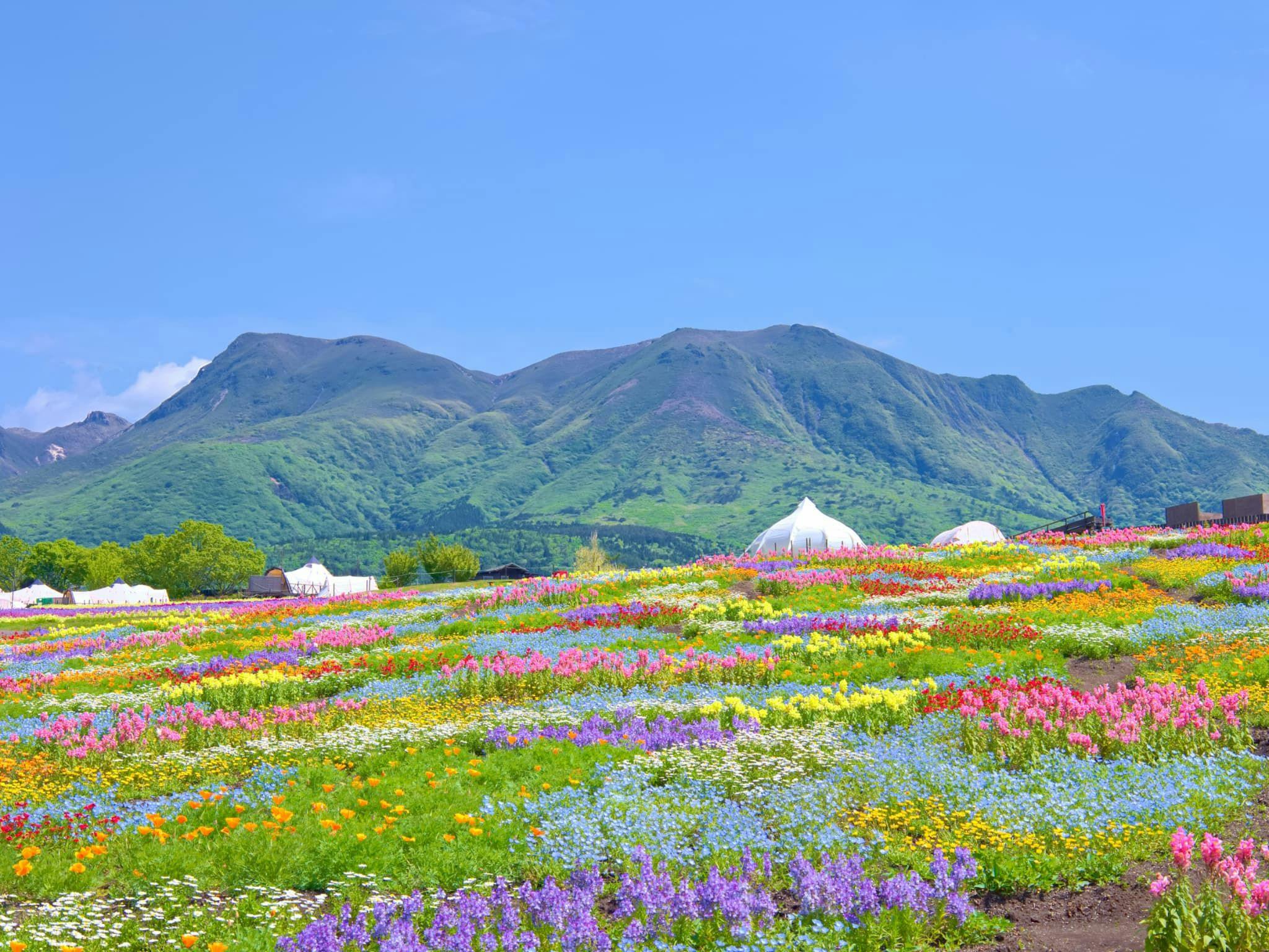 Kuju Flower Park Camping Resort Hana to Hoshi