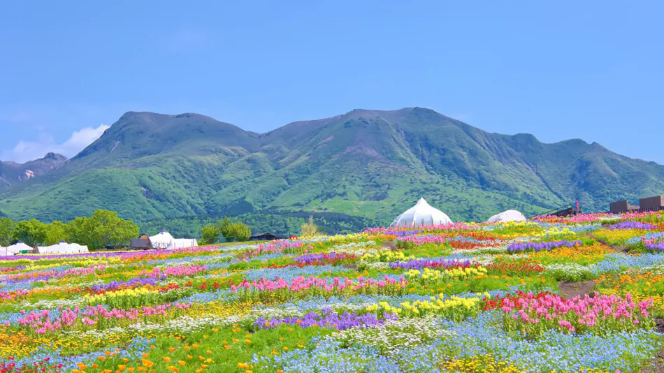 Kuju Flower Park Camping Resort Hana to Hoshi