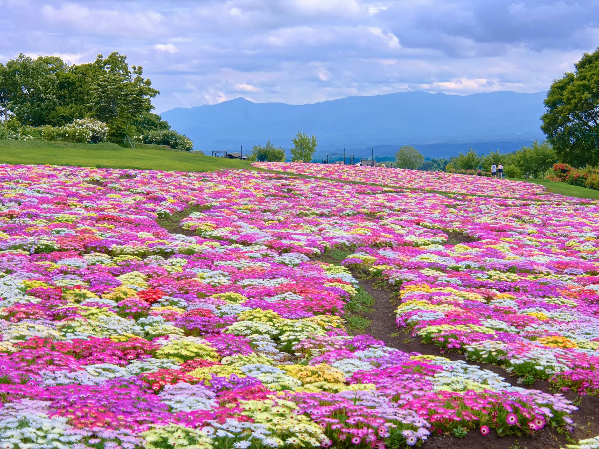 Kuju Flower Park Camping Resort Hana to Hoshi