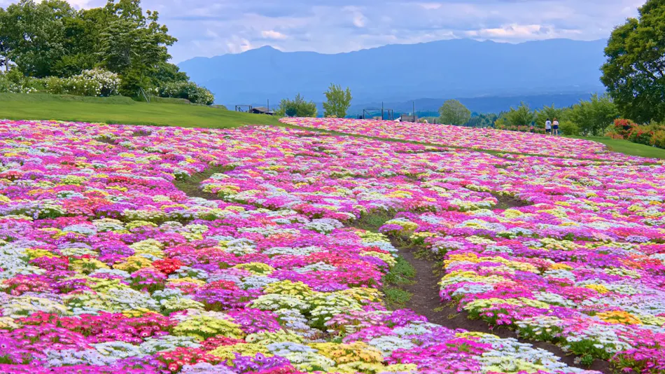 Kuju Flower Park Camping Resort Hana to Hoshi