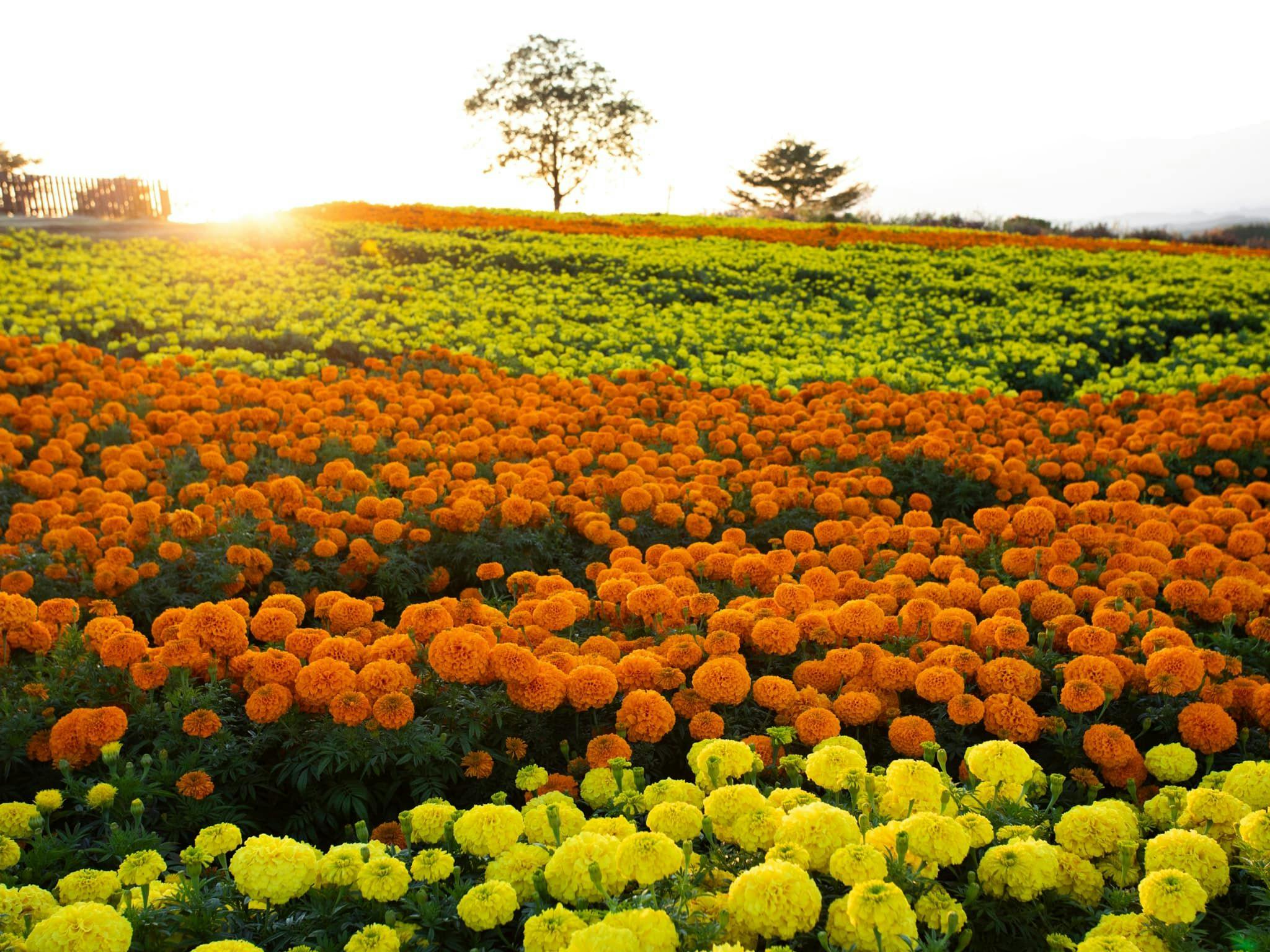 Kuju Flower Park Camping Resort Hana to Hoshi