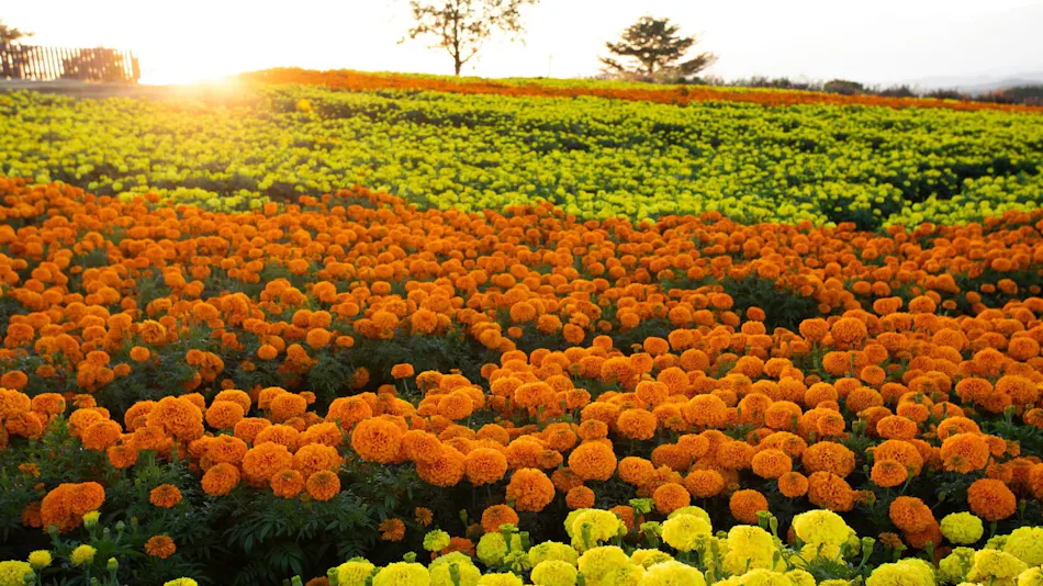 Kuju Flower Park Camping Resort Hana to Hoshi