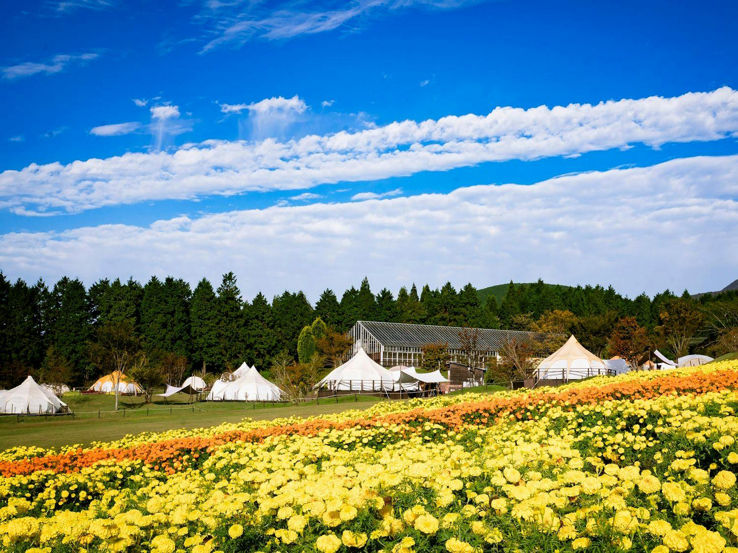 Kuju Flower Park Camping Resort Hana to Hoshi