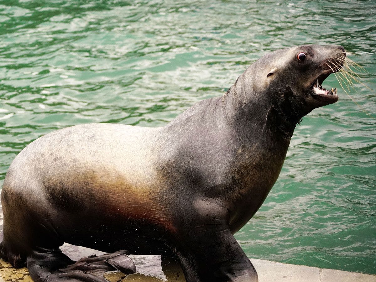 Pergi ke Akuarium Otaru!