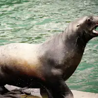 Pergi ke Akuarium Otaru!