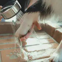 강아지 전용 발 세척 샤워기