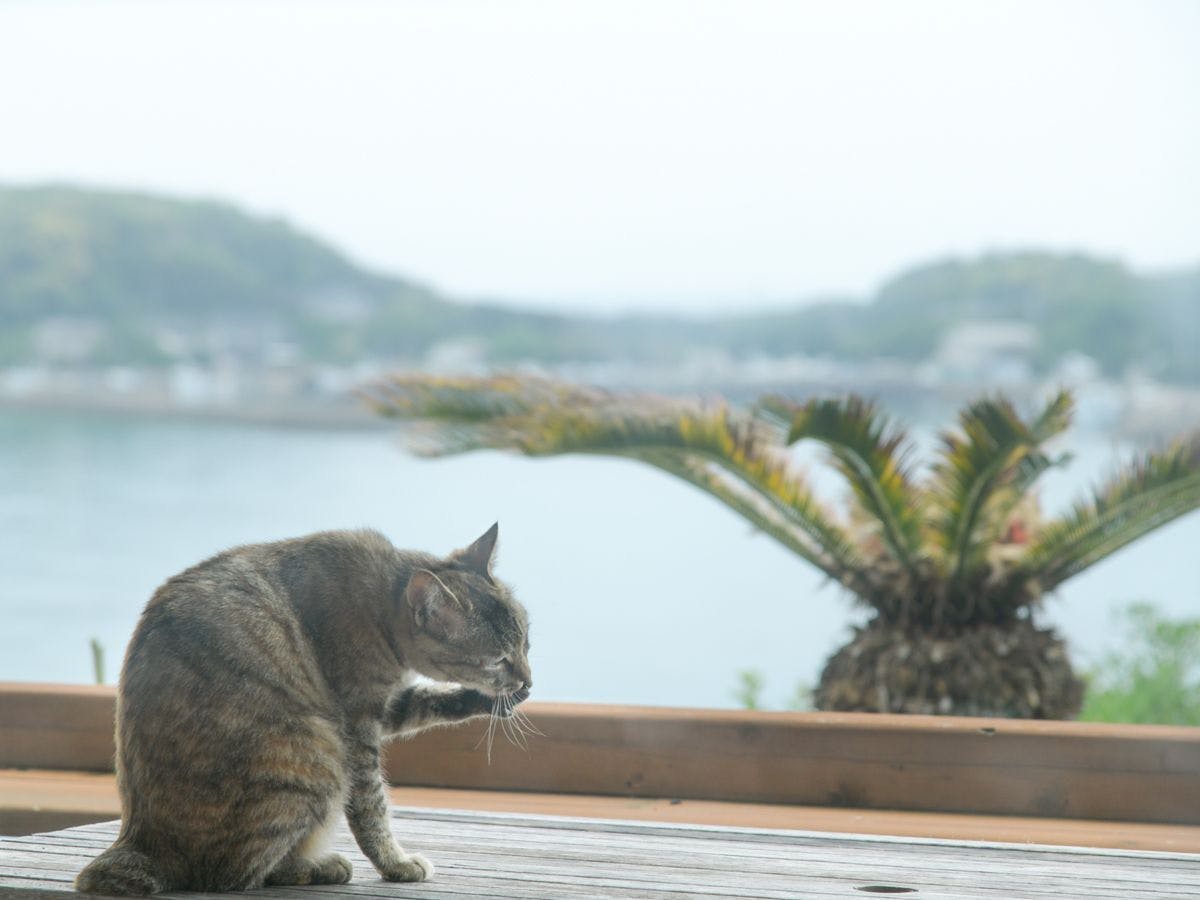 *【อื่นๆ】ผ่อนคลายในบรรยากาศของอิกิ.