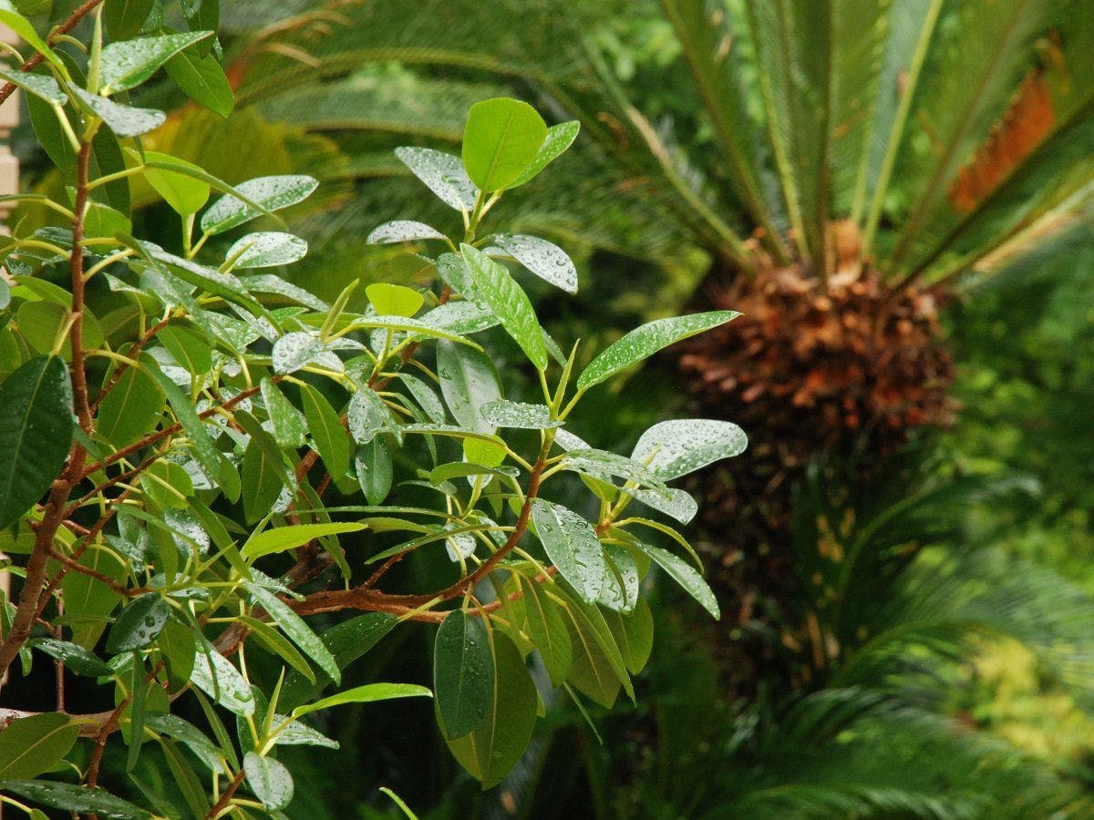 Hotel Rindou in the Fragrant Forest