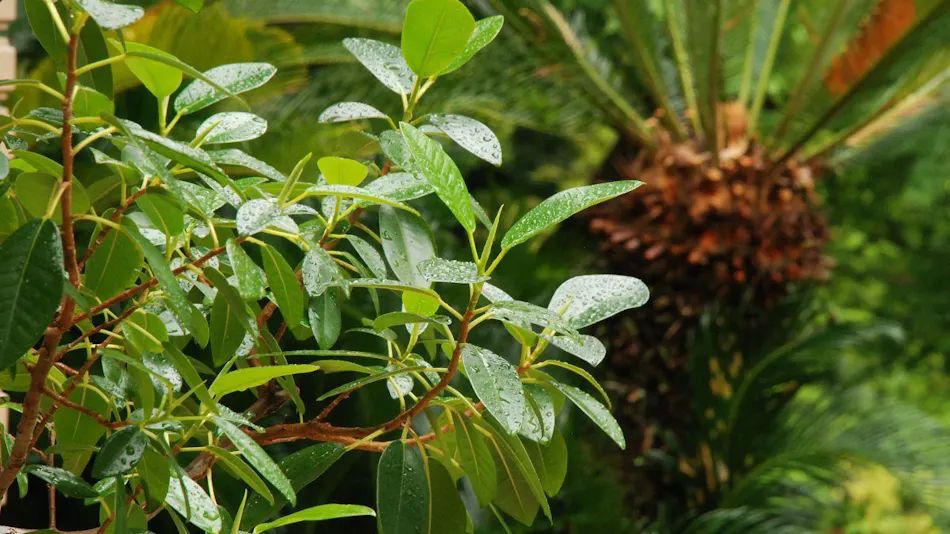 Hotel Rindou in the Fragrant Forest