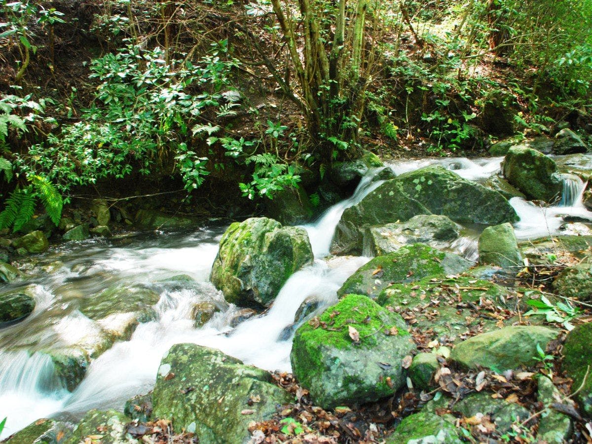 Hotel Rindou in the Fragrant Forest