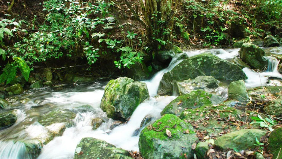 Hotel Rindou in the Fragrant Forest
