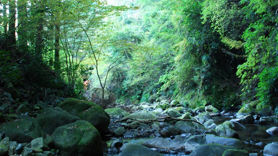 Hotel Rindou in the Fragrant Forest