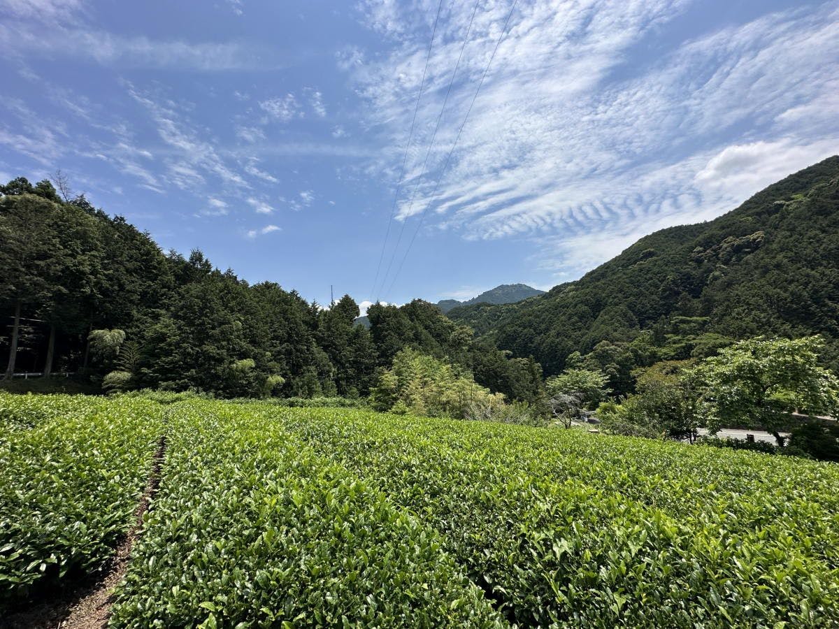Hotel Rindou in the Fragrant Forest
