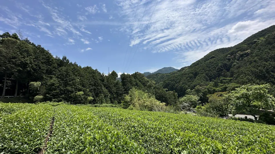 Hotel Rindou in the Fragrant Forest