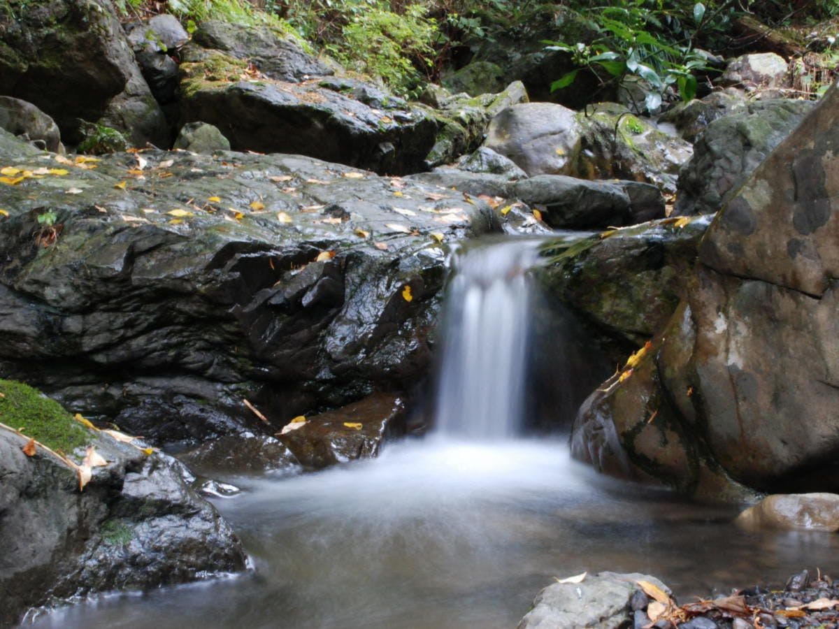 Hotel Rindou in the Fragrant Forest