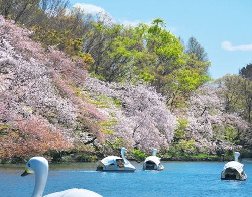 井の頭公園（当施設より徒歩3分）