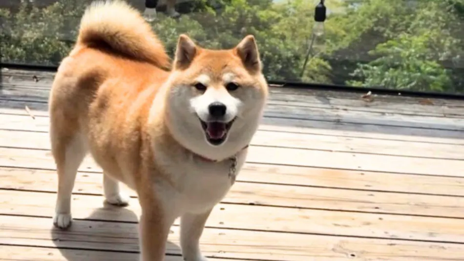 Izu Inatori Terrace - Kando -