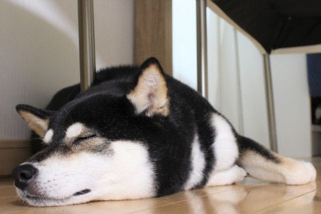 อนุญาตให้นำสัตว์เลี้ยงเข้าพักได้