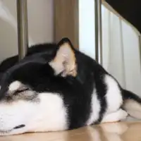 อนุญาตให้นำสัตว์เลี้ยงเข้าพักได้