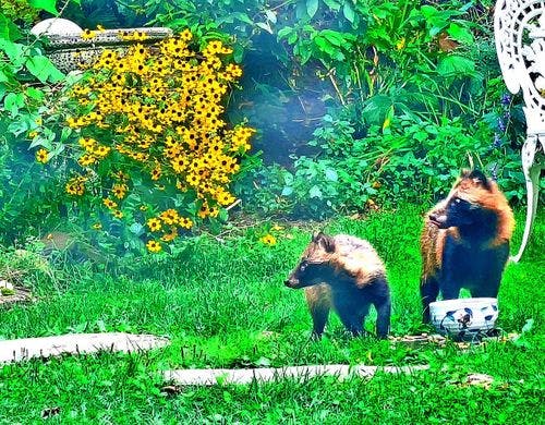庭へ遊びに来たたぬきさん♪