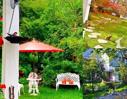 当館の庭には、たぬきの家族が遊びに来て