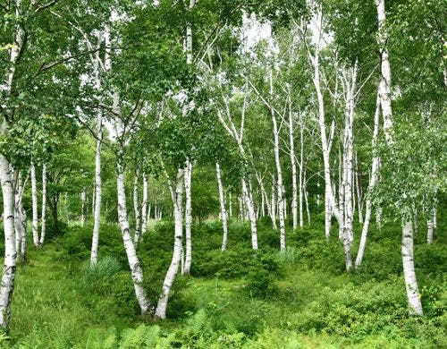 八千穂高原 日本一の白樺群生林