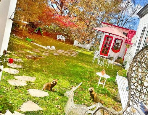 ガーデンにはたぬきの親子が遊びにきます