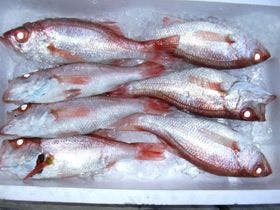 天然湯　見晴荘