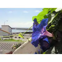 สภาพอากาศอบอุ่น