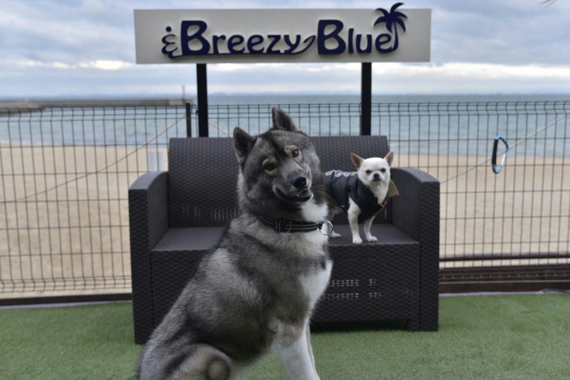 Breezy Blue