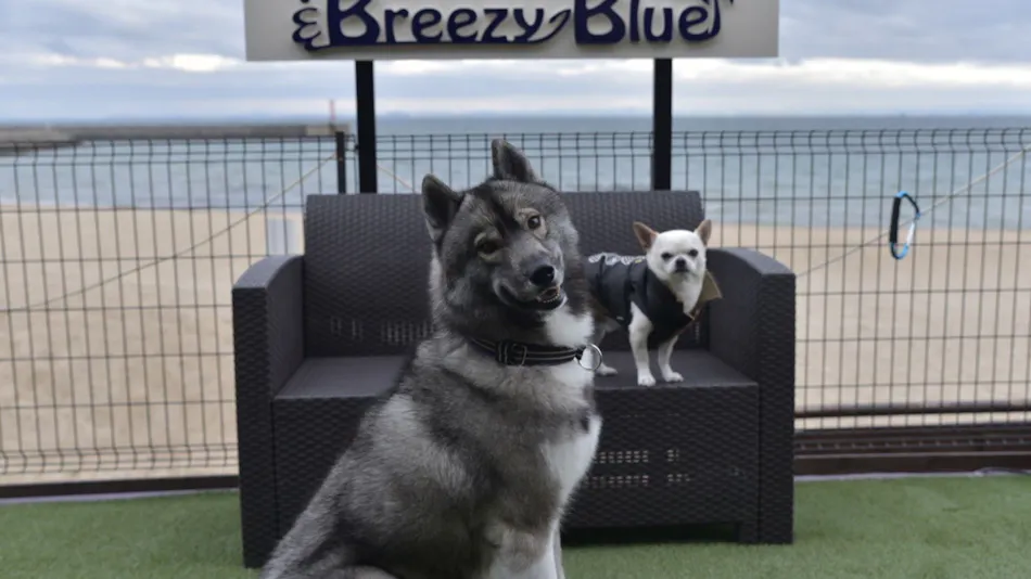 Breezy Blue