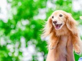 フリーデイズリゾート桜三里