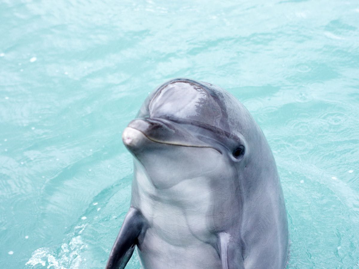 돌고래가 기다리고 있습니다.