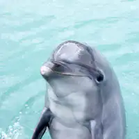 돌고래가 기다리고 있습니다.