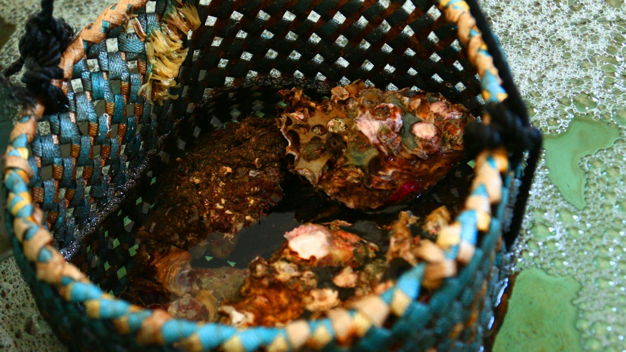 양식장! 신선 그 자체입니다.