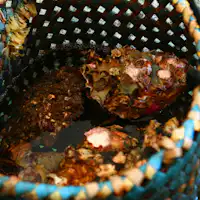 양식장! 신선 그 자체입니다.