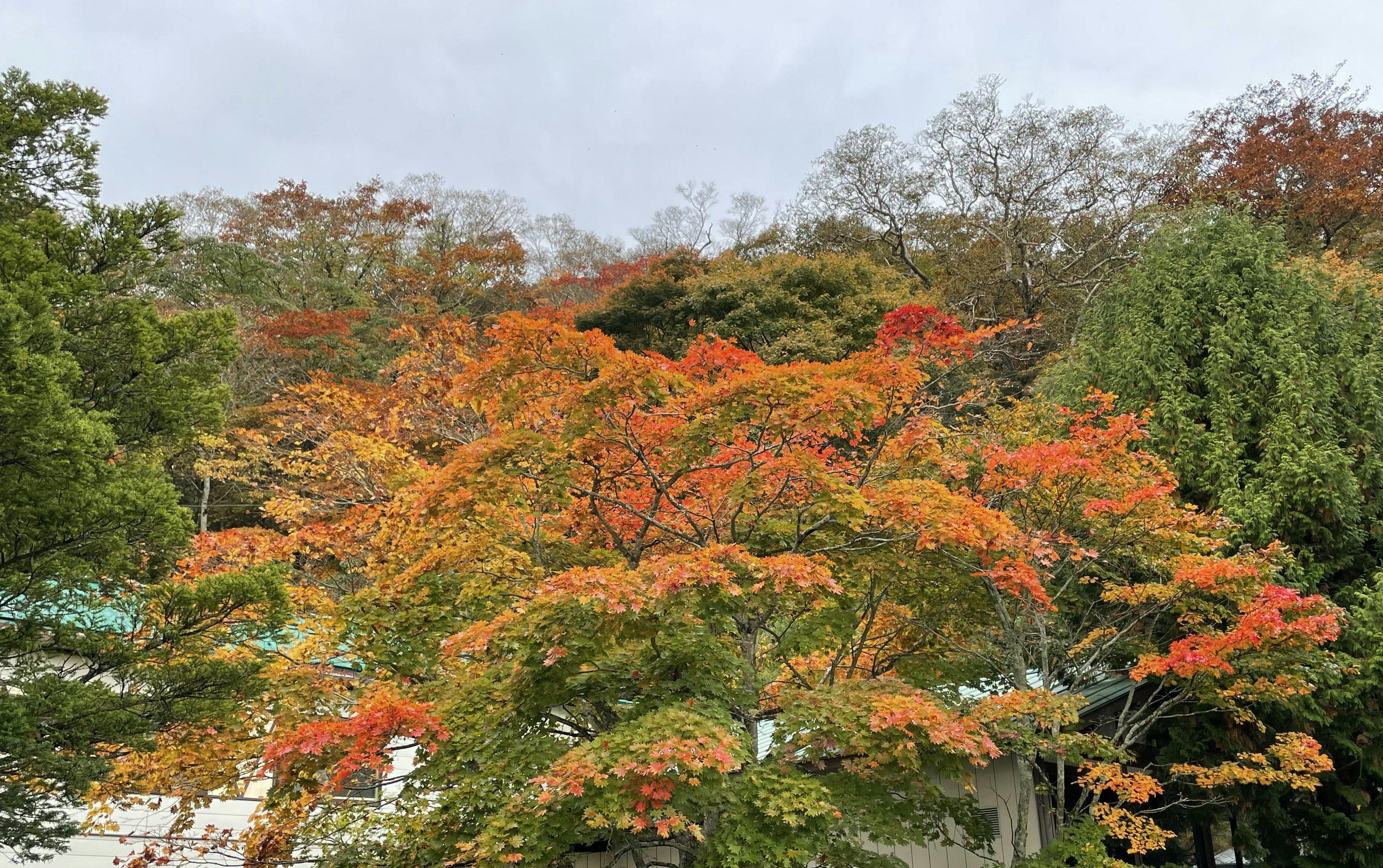 เรียวกังกับใบไม้เปลี่ยนสี