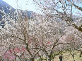 マンダリンハウス