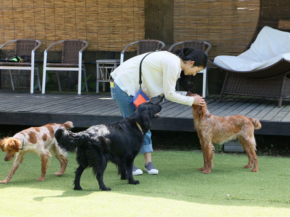 Asian Resort for Relaxation with Your Beloved Dog - Umi Yado Taiyojin