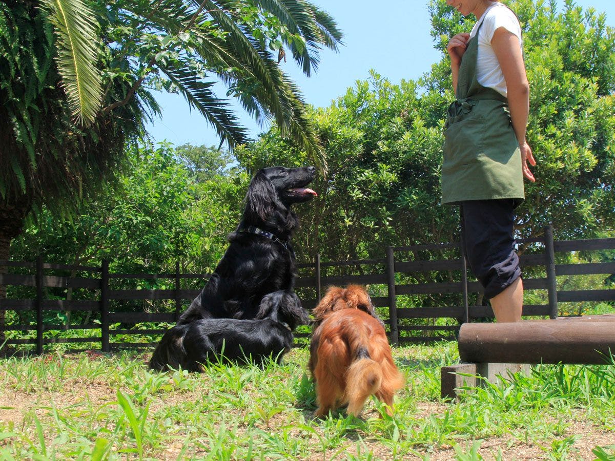 Asian Resort for Relaxation with Your Beloved Dog - Umi Yado Taiyojin