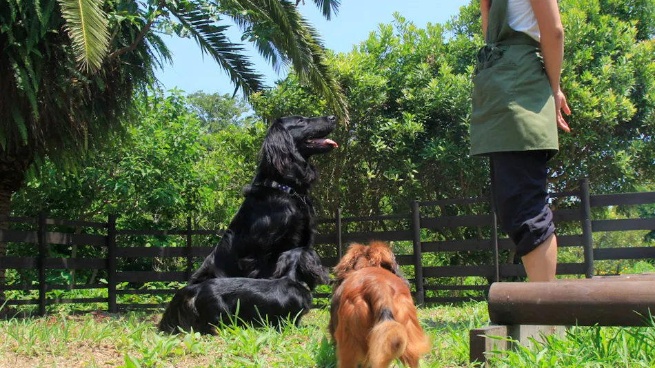 Asian Resort for Relaxation with Your Beloved Dog - Umi Yado Taiyojin