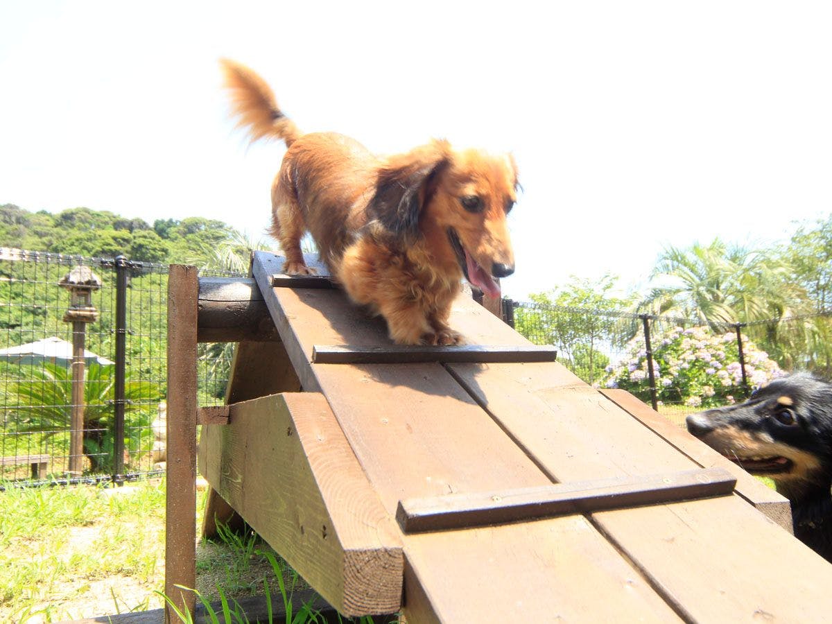 Asian Resort for Relaxation with Your Beloved Dog - Umi Yado Taiyojin