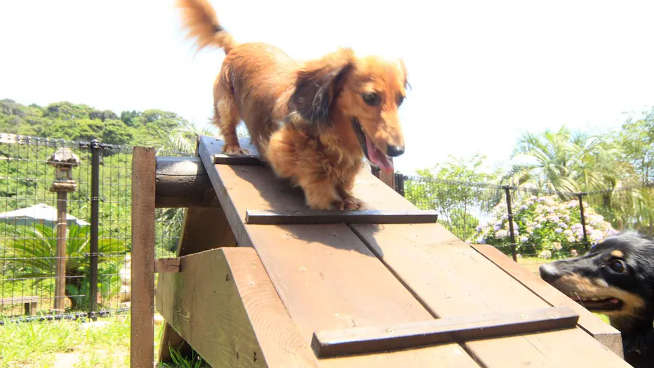 Asian Resort for Relaxation with Your Beloved Dog - Umi Yado Taiyojin